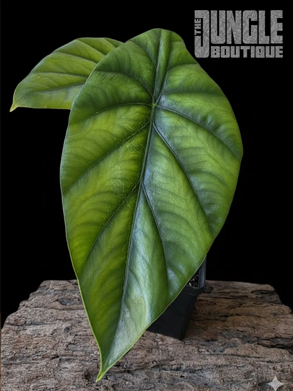Alocasia Clypeolata