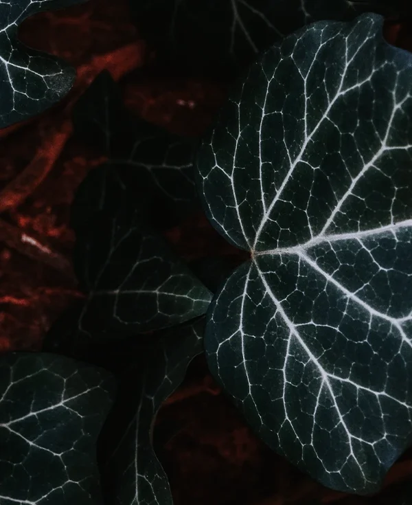 Alocasia
