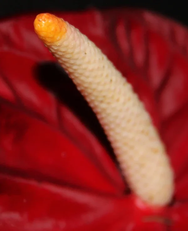 Anthurium