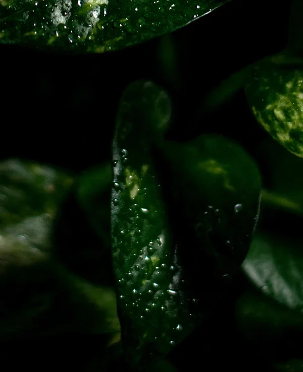 Epipremnum