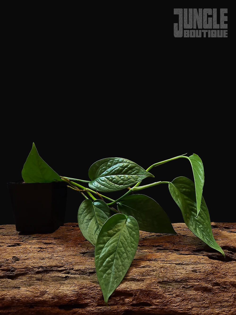 Epipremnum Pinnatum "Cebu Blue"