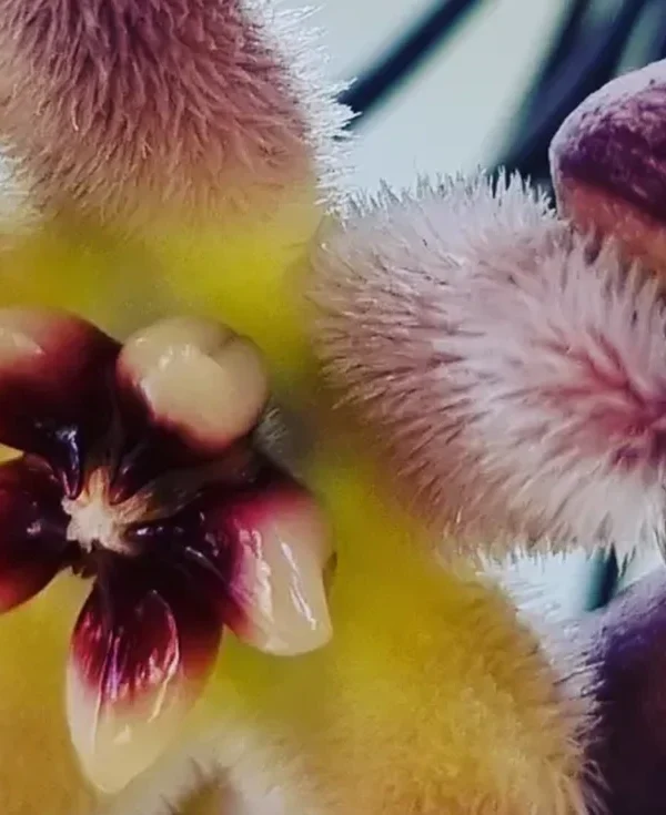 Hoya