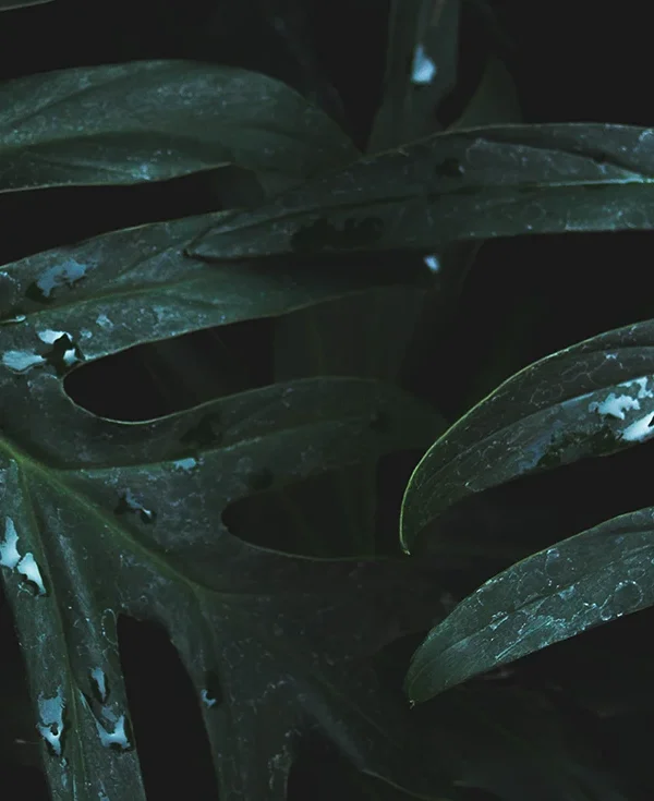 Monstera