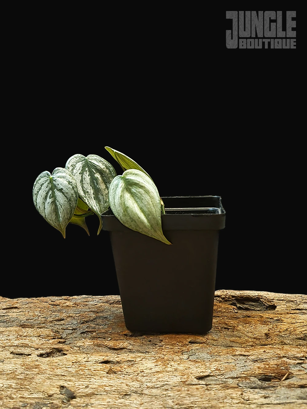 Philodendron Brandtianum