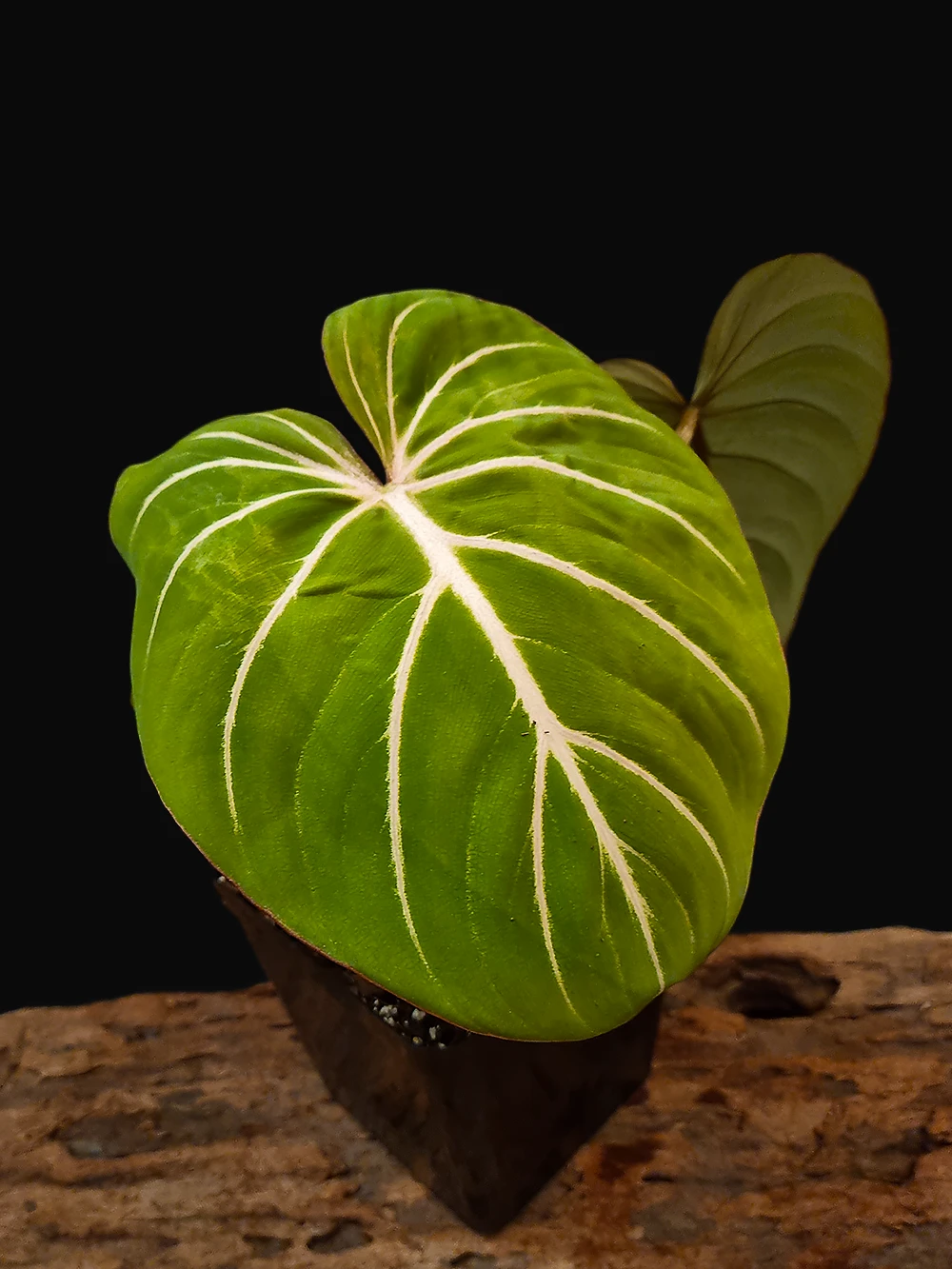 Philodendron Gloriosum "White Vein"