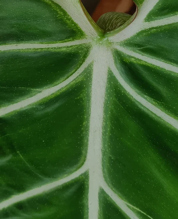 Philodendron