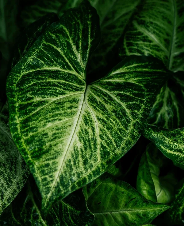 Syngonium