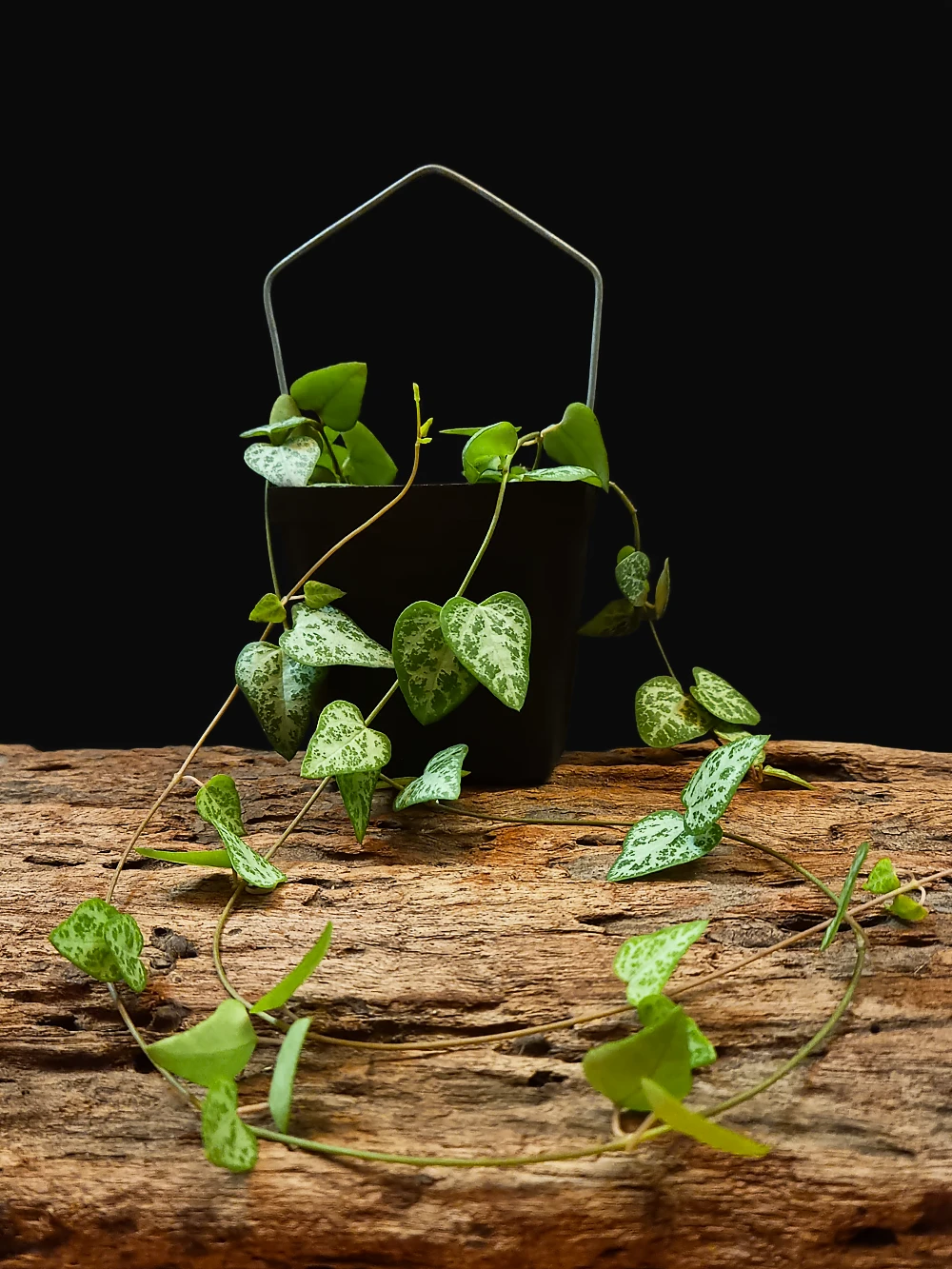 Ceropegia Linearis subsp. Woodii "Spades"