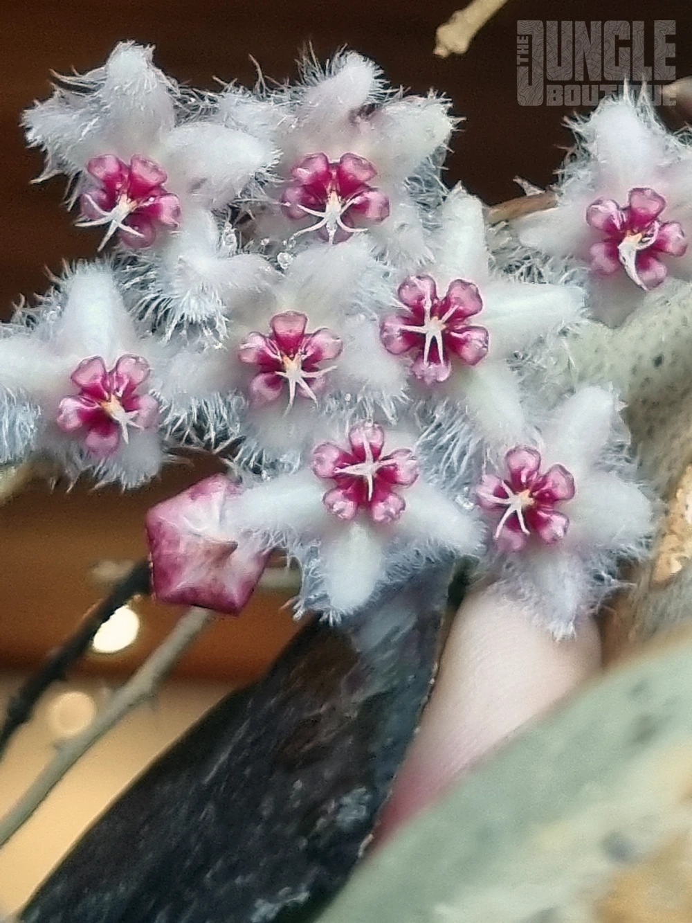 Hoya Caudata Sumatra - Jungle Boutique