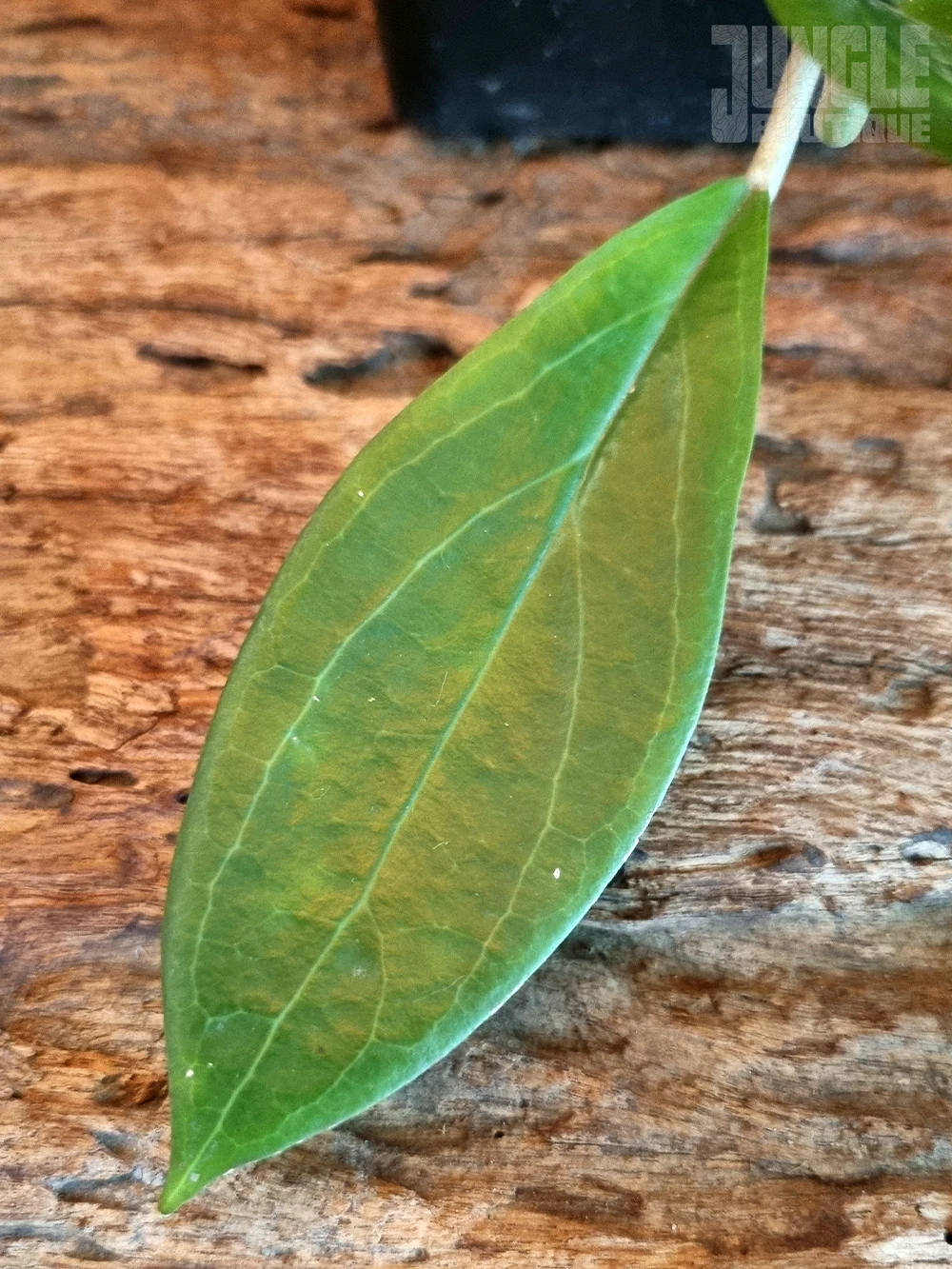Hoya Paulshirleyi P1