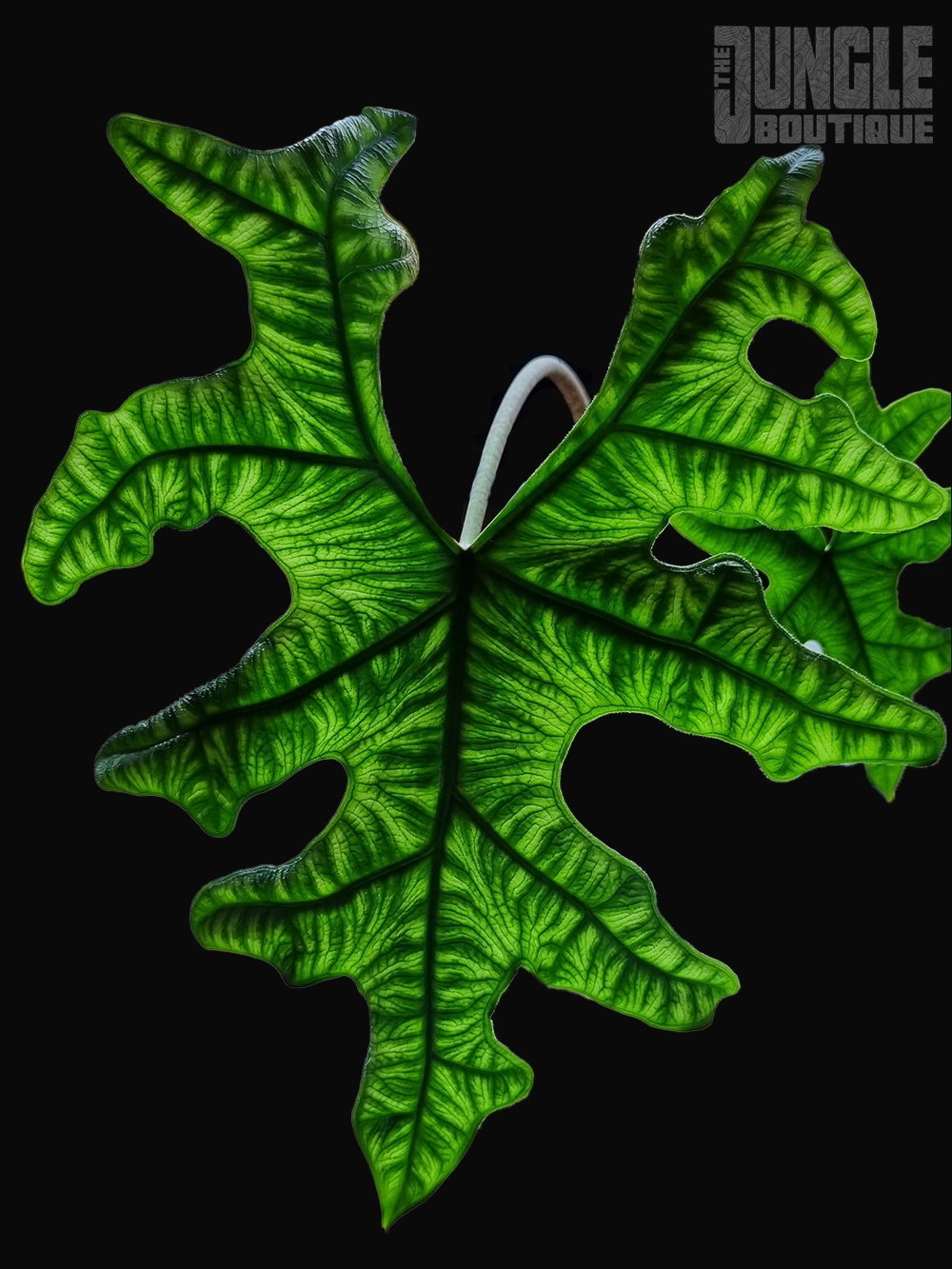 ALOCASIA TANDURUSA P1