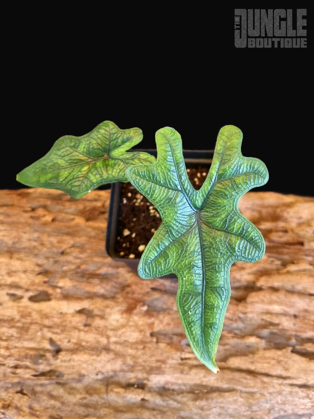 Alocasia Tandurusa P2