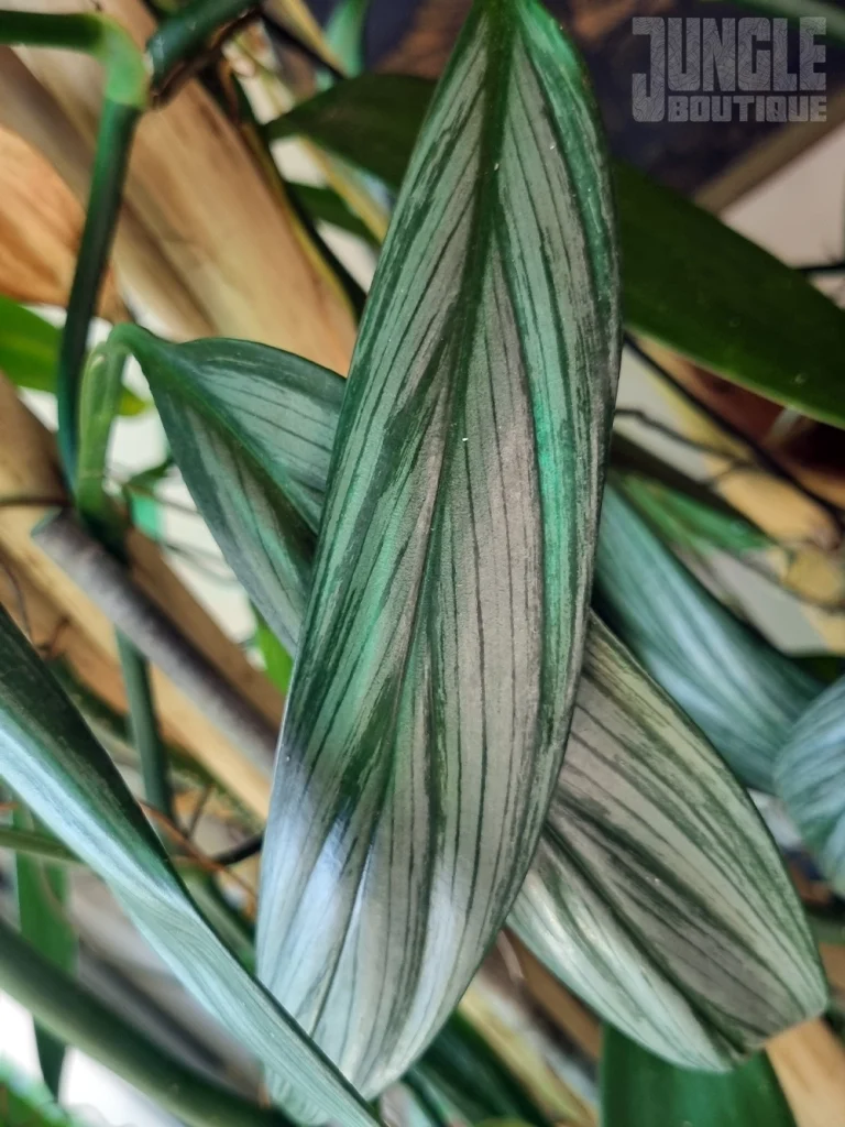 Epipremnum Amplissimum 'silver streak'
