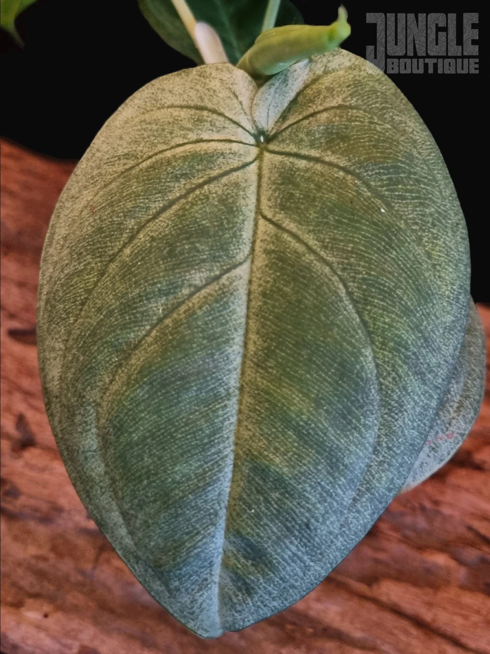 Syngonium Macrophyllum 'Frosted Heart' - Jungle Boutique