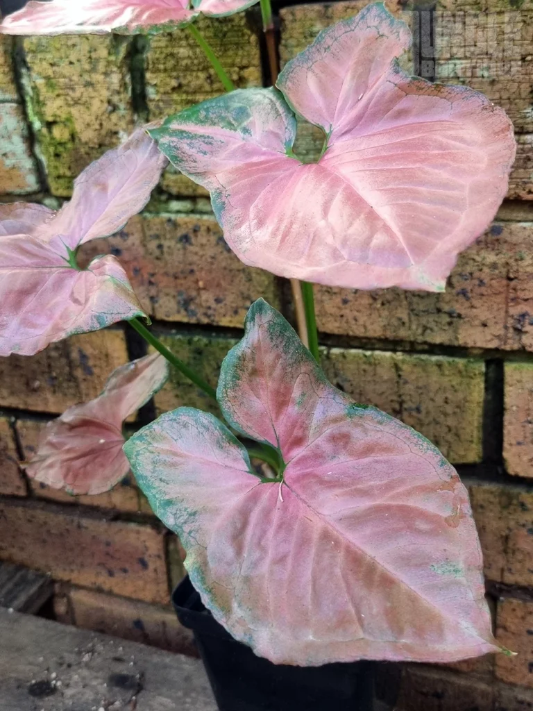 Syngonium 'Orm Nak'