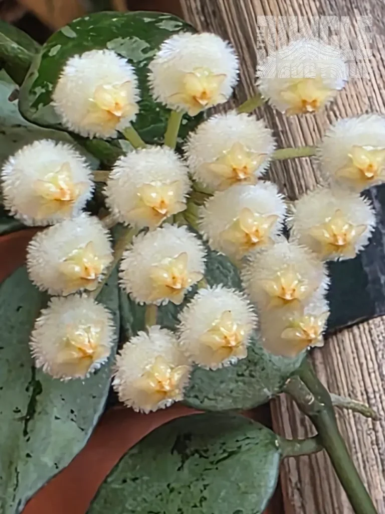 Hoya Lacunosa 'Super Silver'