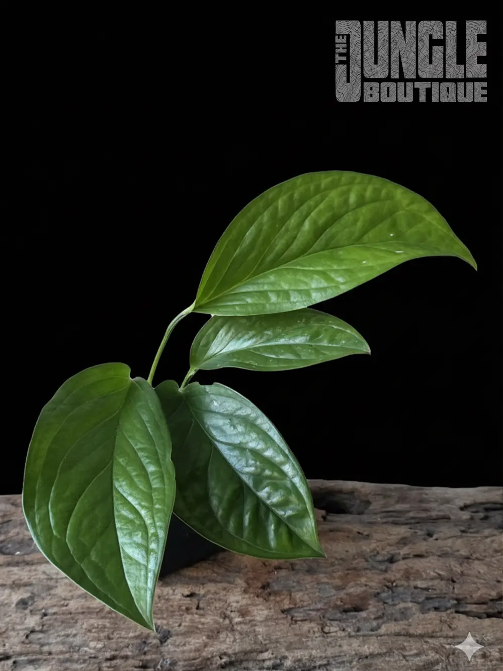 Monstera Pinnatipartita