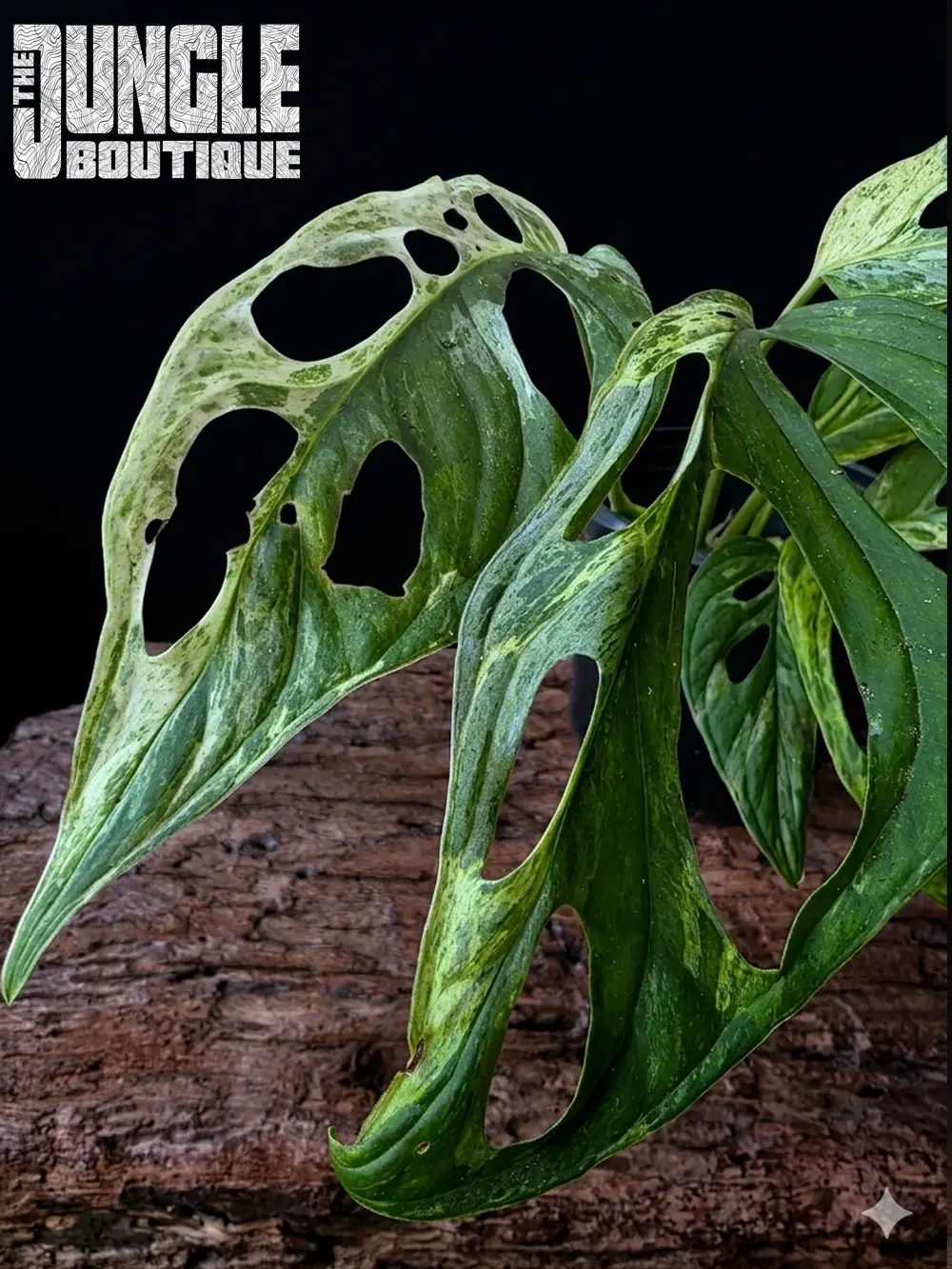 Monstera Adansonii Indonesian Mint